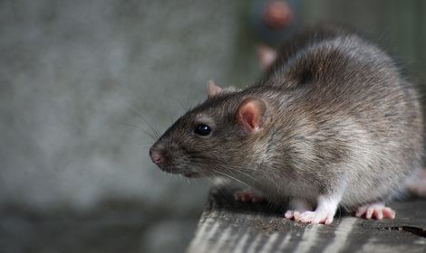 Muizen en ratten